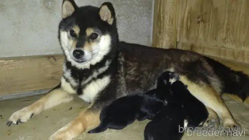 成約済の鹿児島県の柴犬-335535の3枚目